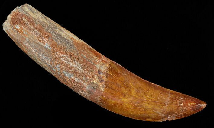 Rooted, Carcharodontosaurus Tooth #52467